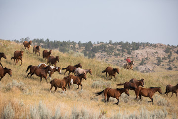 Horse Herd