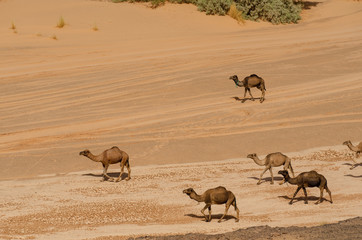 Kamel in der W&uuml;ste