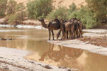 Kamel in der W&uuml;ste