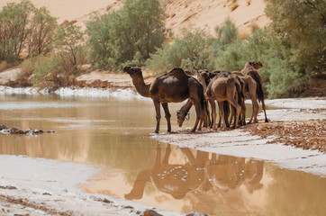 Kamel in der W&uuml;ste