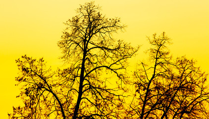Bare tree branches at dawn of the sun
