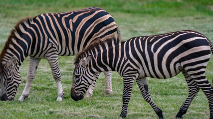 Two zebras