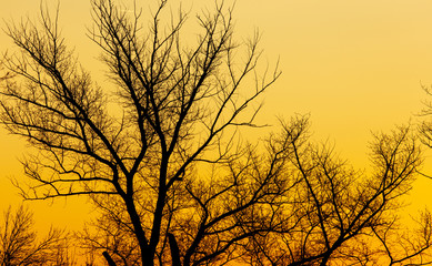Bare tree branches at dawn of the sun