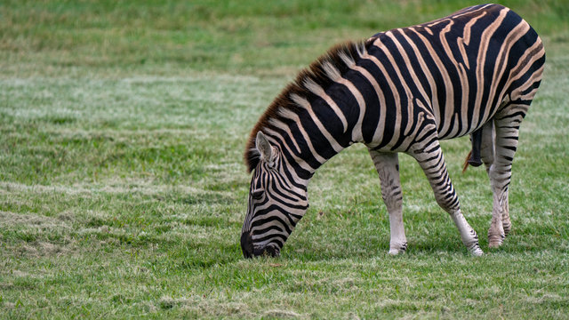 Zebra penis size