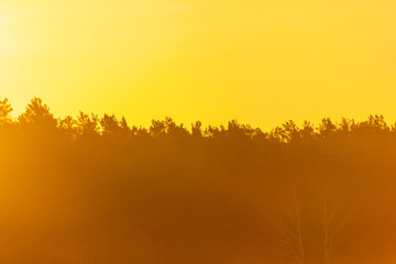 The tops of the coniferous forest at dawn