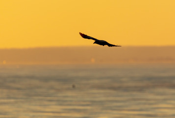 Fototapeta na wymiar Black raven at dawn of the sun