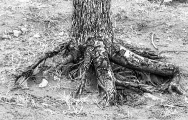 Black and white scenery in the fog
