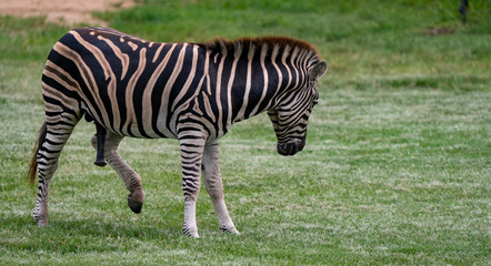 Fototapeta na wymiar Zebra full body shot