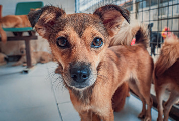 Sad dog in shelter waiting to be rescued and adopted to new home. Shelter for animals concept
