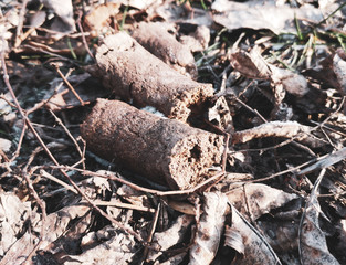 Poop dogs on the ground in the park
