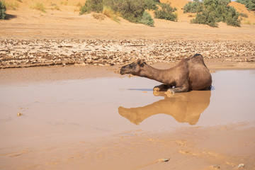 Kamel in der W&uuml;ste
