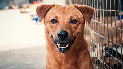 Sad dog in shelter waiting to be rescued and adopted to new home. Shelter for animals concept