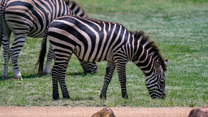 Fototapeta na wymiar Zebra grazing full body shot with second zebra in background