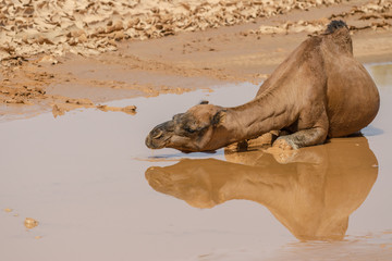 Kamel in der W&uuml;ste