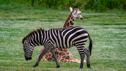 Fototapeta na wymiar Zebra walking with a seated giraffe in the background