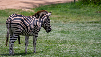 Fototapeta na wymiar Zebra with its back to camera full body shot