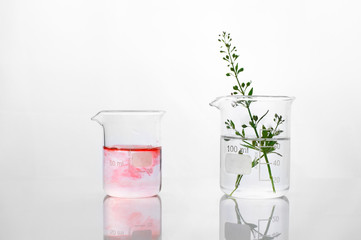 green plant in glass beaker with water in biotechnology cosmetic laboratory white background
