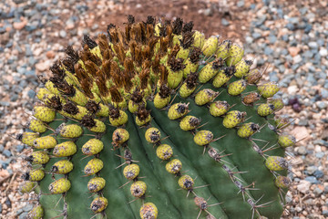 Echinocactus grusonii. Succulent. Nature background.