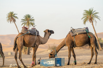 Kamel in der W&uuml;ste