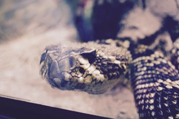 Hiss