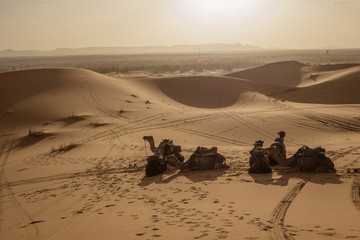 Kamel in der W&uuml;ste