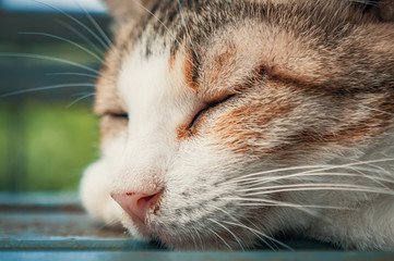 Cat pound. Close-up shot of homeless stray cat living in the animal shelter. Shelter for animals...