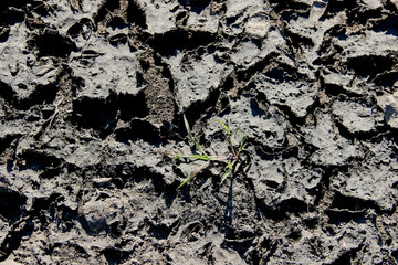 Small green plant on dried mud with cracks