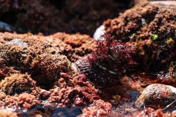 Shell during low tide