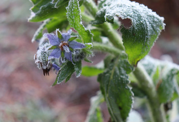 Winter in the garden.Borago officinalis, also known as a starflower, is an annual herb in the flowering plant. Beautiful medicinal herb with edible blue flower.