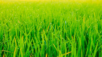 Fototapeta na wymiar Freshness dew drop on rice plantation field