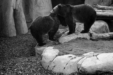 Grizzly