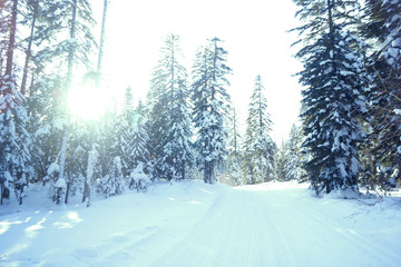 Obraz premium spruce forest in the snow