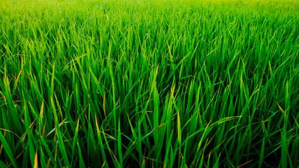 Freshness dew drop on rice plantation field