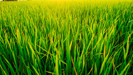 Freshness dew drop on rice plantation field