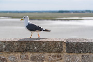 Seagull stand on the fortress wall near seacoast of the Mont Saint-Michel,Manche,Basse-Normandie, France, Europe.