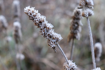 Naklejka premium Winter landscape with Betonica officinalis. Medicinal plants, herbs in the garden.Blurred background.
