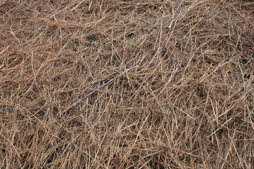 Hay closeup as background