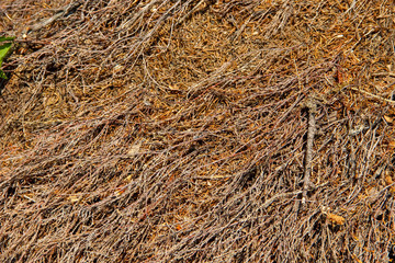 Heap of dried branches and twigs as a background