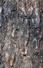 Texture of bark of a pine tree