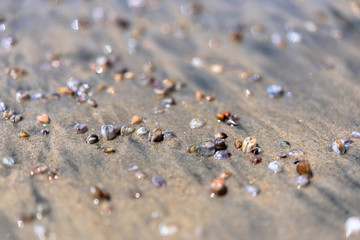 sea shells on the beach