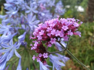 Obraz premium Wild flowers, Cornwall, UK