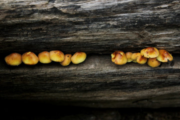 Mushrooms on a tree. Abstract wooden background.  Cropped shot of a tree.