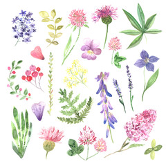 Watercolor hand painted wildflowers