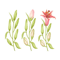 Three branches of pink-red lilies. Three stages of flowering. Vector illustration.