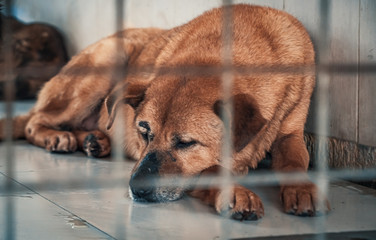 Sad dog in shelter behind fence waiting to be rescued and adopted to new home. Shelter for animals...