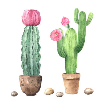Watercolor hand painted exotic cactuses