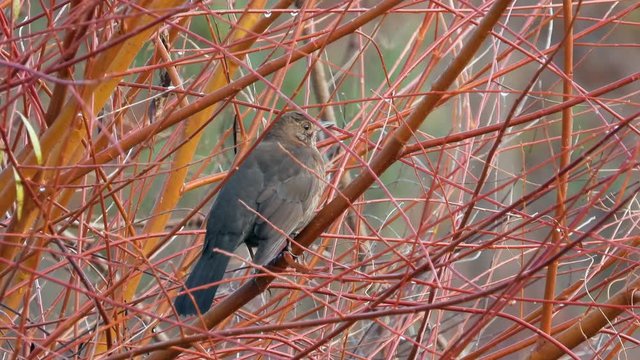 Amsel Weibchen