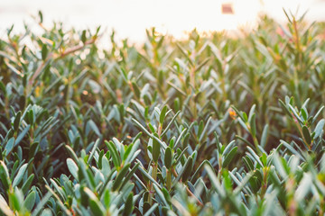 green grass background