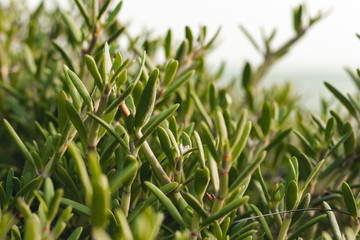 fresh green wildplants