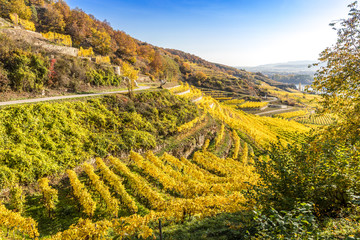 Vinyard with terraces in autumn in Wachau valley near D&uuml;rnstein, Austria